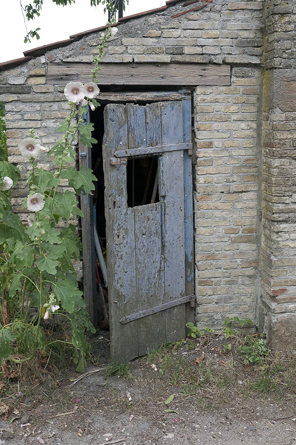 Photo 09089: Decayed, violet door made of planks leading to a shed