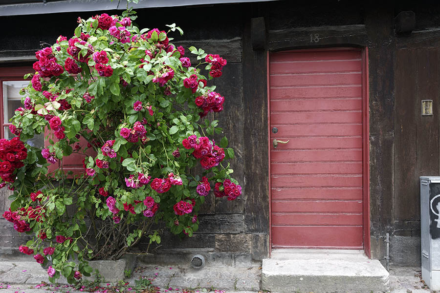 Photo 27156: Red door of boards