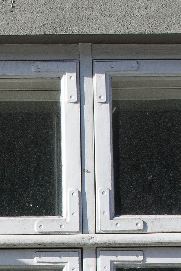 Photo 00930: Two white windows in Dannebrog style with four frames and six panes each
