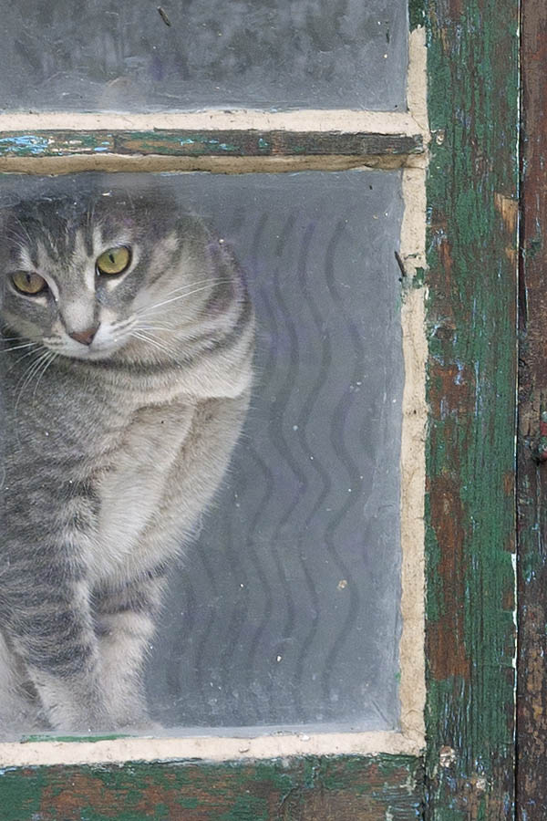 Photo 08304: Decayed, green window with cat