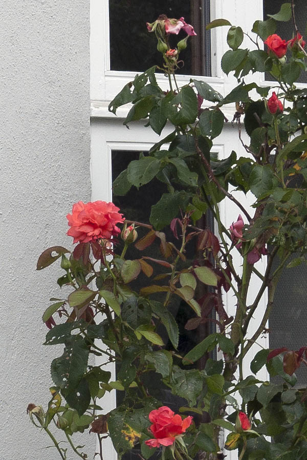 Photo 08792: Two white Dannebrog windows