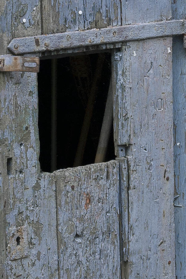 Photo 09089: Decayed, violet door made of planks leading to a shed