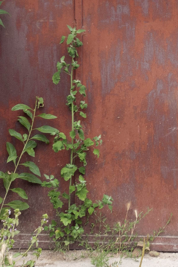 Photo 14023: Rusty, brown metal gate