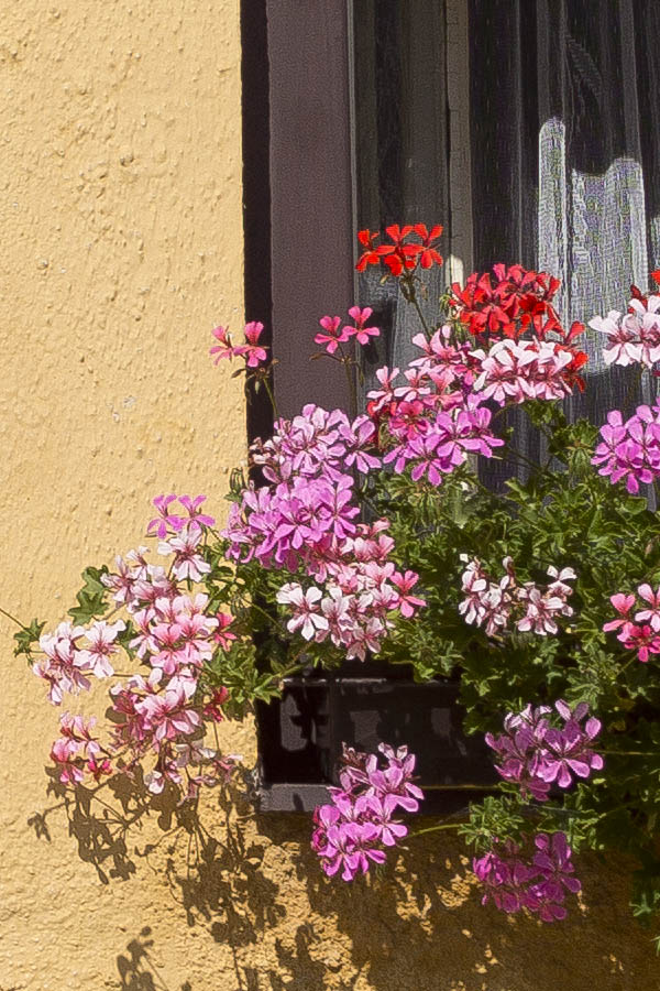 Photo 25375: Facade with two brown and white windows with three panes each