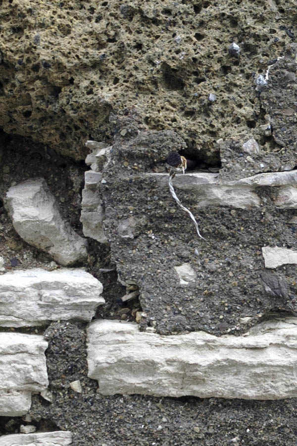 Photo 26576: No window. Grey, oval, former window blocked by cement