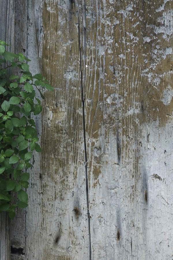 Photo 26902: Worn, unpainted, door of boards