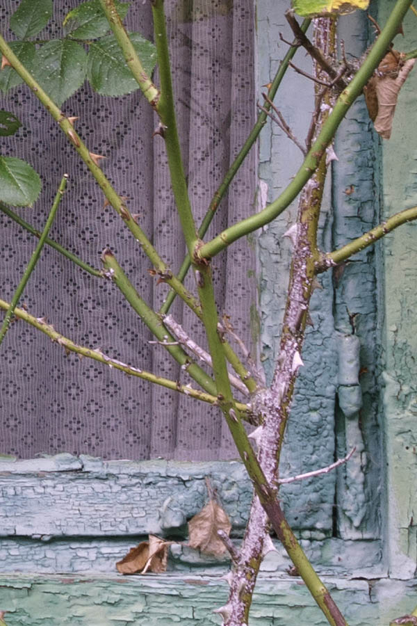 Photo 27250: Worn, green window with two frames and eight panes