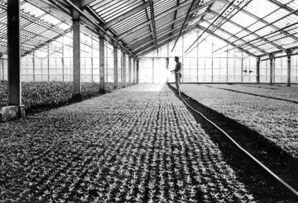 Stordrift i &Aacute;rp&aacute;d-kooperativet