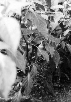 Avl af paprika i foliedrivhus