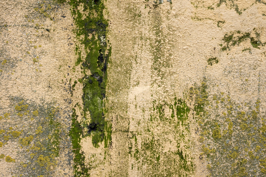 Photo 25108: Worn, yellow, plastered wall with green moss