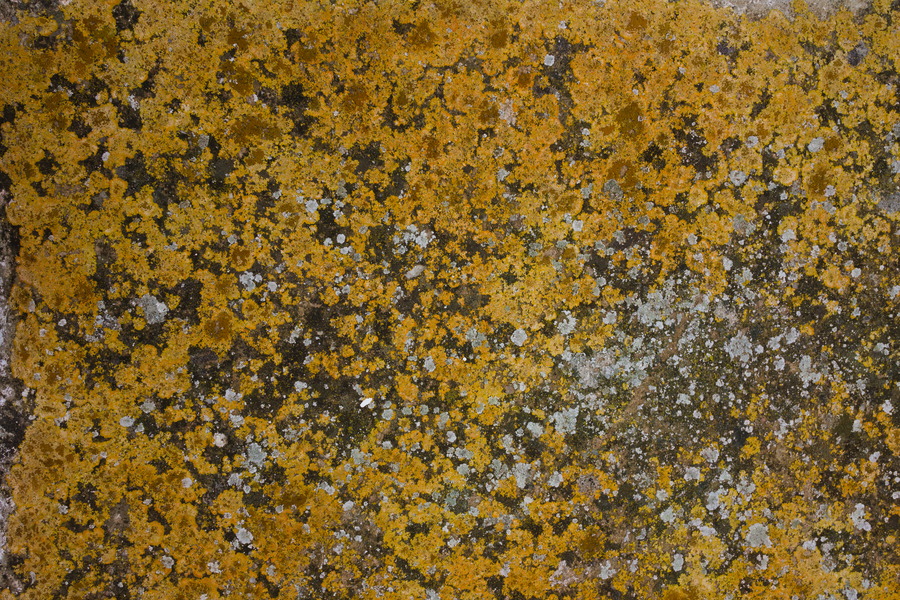 Photo 27451: Stone wall with grey and light brown moss