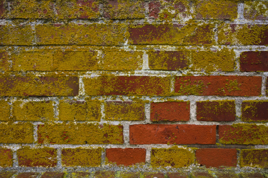 Photo 27502: Red brick wall with green moss