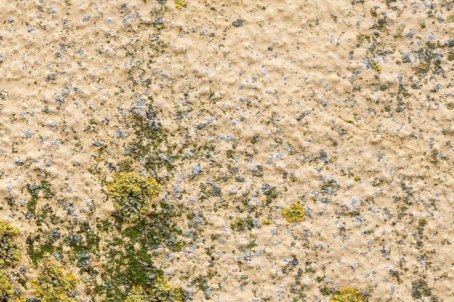 Photo 25108: Worn, yellow, plastered wall with green moss