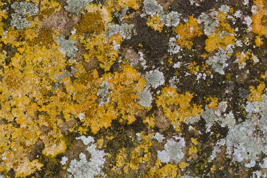 Photo 27451: Stone wall with grey and light brown moss