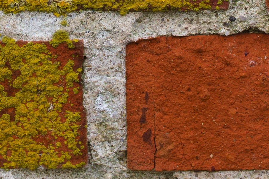 Photo 27502: Red brick wall with green moss